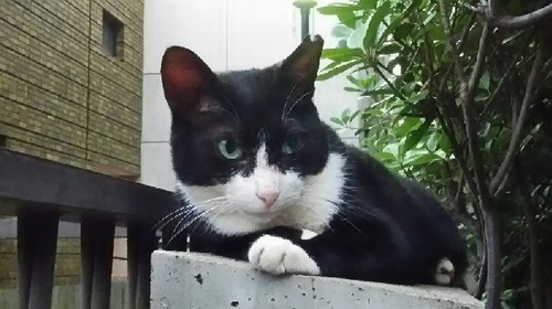 20180729_上野_01a.jpg