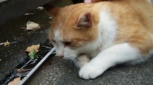 20180729_上野_02a.jpg