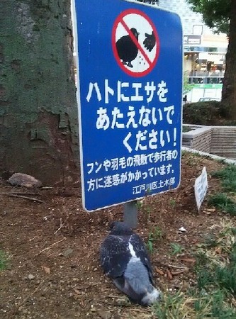 20180810_ハトa.jpg