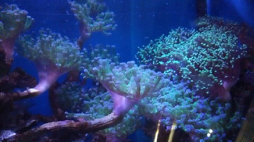 20180922_東京タワー水族館_02a.jpg