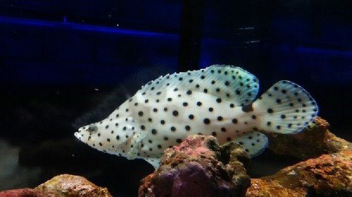 20180922_東京タワー水族館_05a.jpg