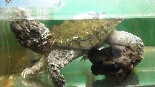 20180922_東京タワー水族館_13a.jpg