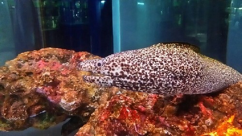 20180922_東京タワー水族館_14a.jpg