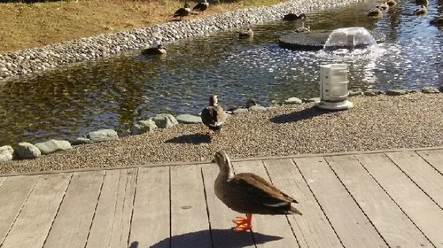 DSC_5804a.jpg