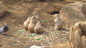 201104161401000.jpg