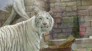 201105050912000a.jpg