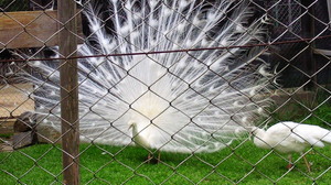 201105050921000.jpg