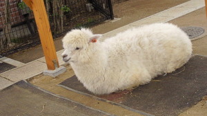 201105050927000.jpg
