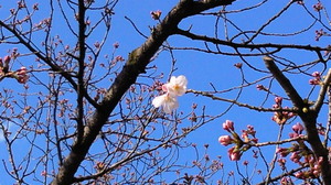 201204011346000.jpg