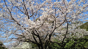 201204071204000.jpg