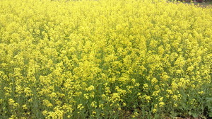 201204291343000.jpg