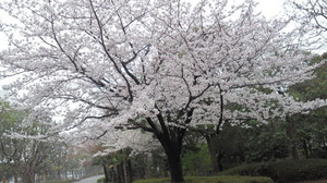 201303280651000.jpg