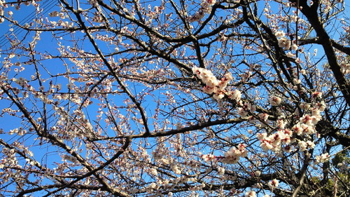 20140315梅.jpg