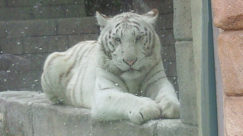 20140505tobuzoo2.jpg