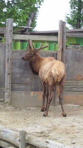 20140505tobuzoo3.jpg