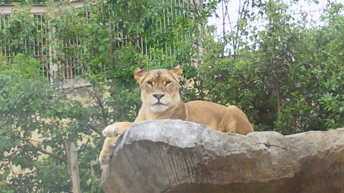 20140505tobuzoo4.jpg