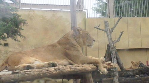 20140505tobuzoo5.jpg