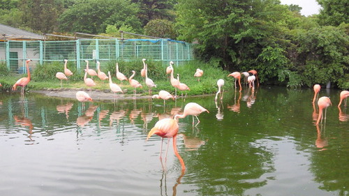 20140505tobuzoo6.jpg