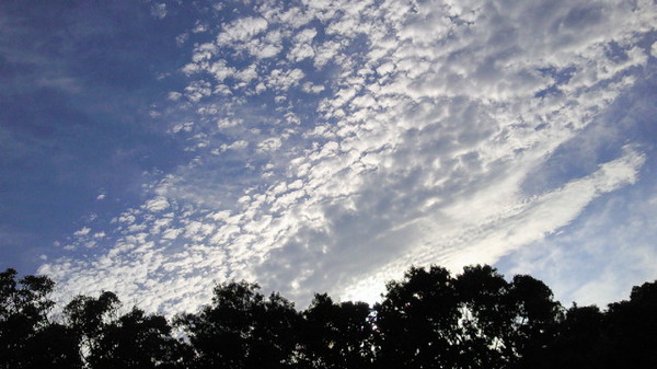 20141003木と空.jpg
