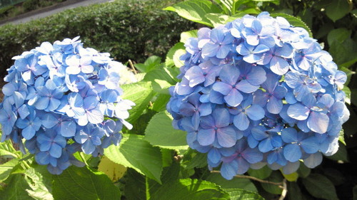 2014あじさい1.jpg