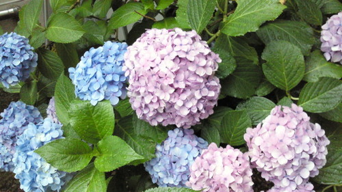 2014あじさい5.jpg