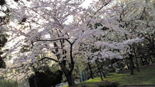 2014sakura1.jpg
