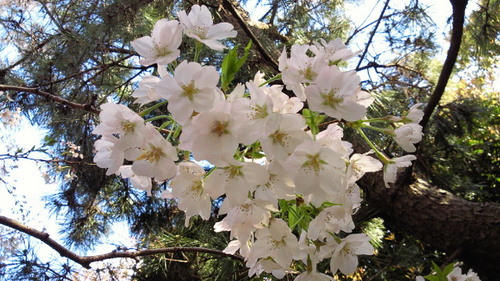 2014sakura10.jpg