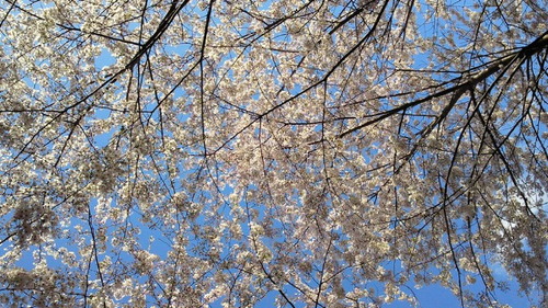 2014sakura11.jpg