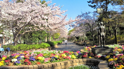 2014sakura14.jpg
