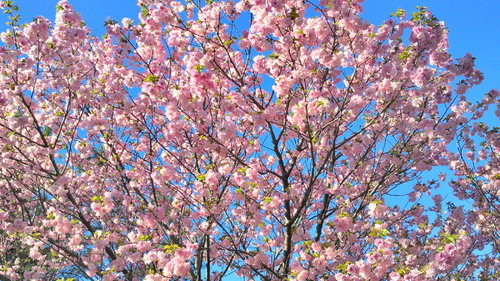 2014sakura15.jpg