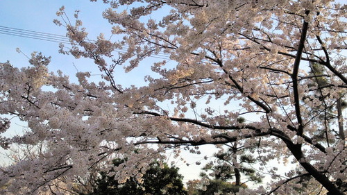 2014sakura2.jpg