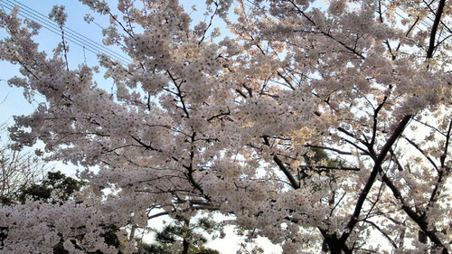 2014sakura3.jpg