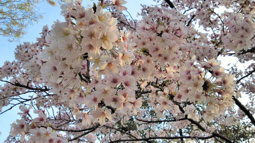 2014sakura4.jpg