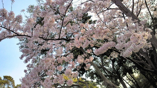 2014sakura5.jpg