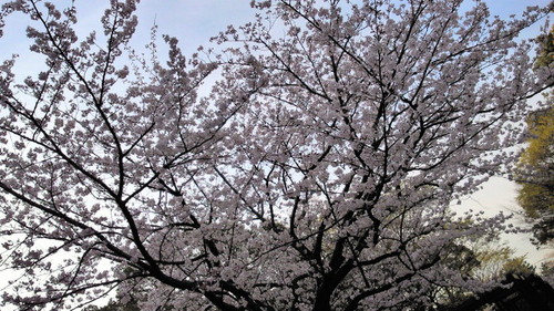 2014sakura7.jpg