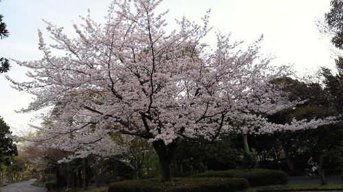 2014sakura8.jpg