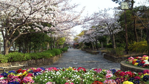 2014sakura9.jpg