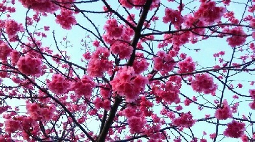 20160322_sakura1.jpg