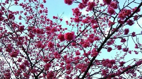 20160322_sakura2.jpg