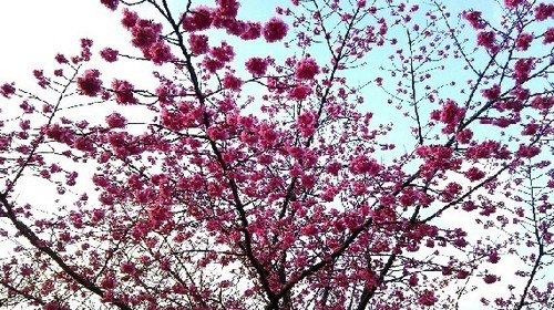 20160322_sakura3.jpg