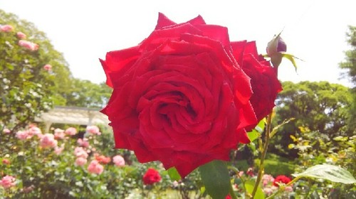 20160529_flower_garden2a.jpg