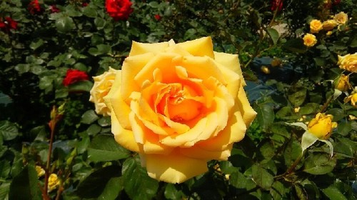 20160529_flower_garden3a.jpg