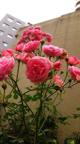 20160604_rose_a.jpg