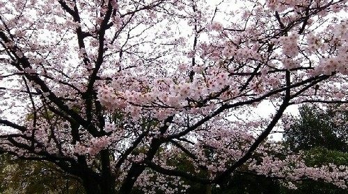 2016sakura_03a.jpg