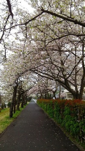 2016sakura_06a.jpg