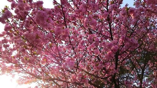 2016sakura_11a.jpg