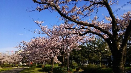 2016sakura_13a.jpg