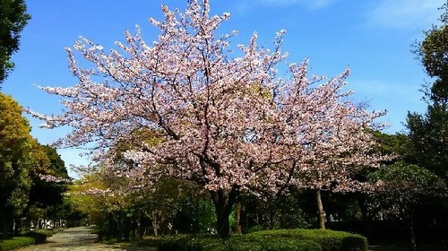2016sakura_16-1大女優a.jpg