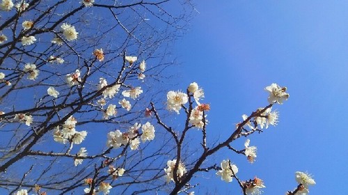 20170219梅a.jpg