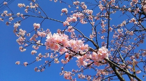 20170219河津桜2a.jpg